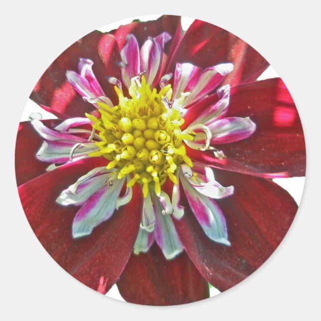 Redonda Red Dahlia Pegatina (Anverso)