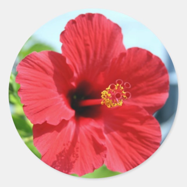 Redonda Red Hibiscus Pegatina (Anverso)