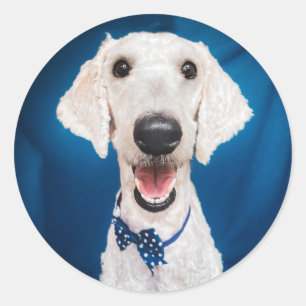 Redonda Rescue dog Poodle Classic Round Pegatina