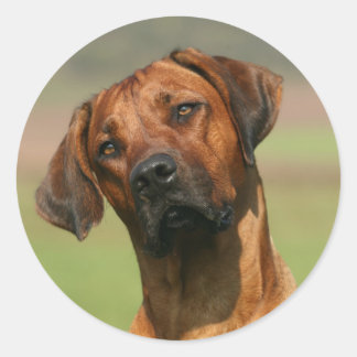Redonda Rhodesian Ridgeback pegatina