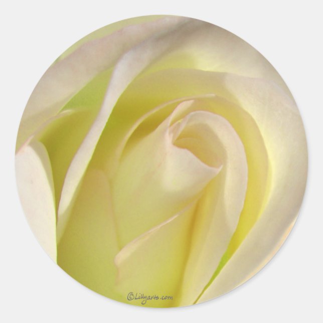 Redonda Rosa beige amarillo pálido Pegatina Bud (Anverso)