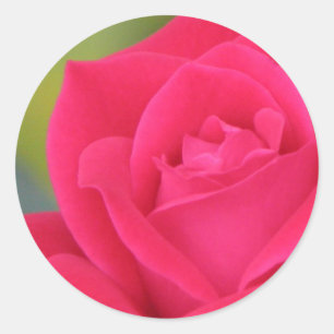 Redonda Rosa pegatina