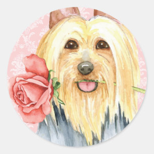 Redonda Rosa Valentine Silky Terrier Pegatina redondo clás