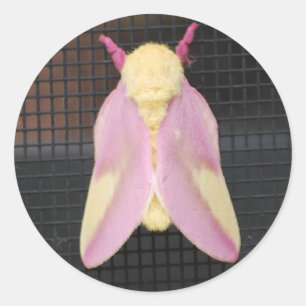Redonda Rosy Maple Moth pegatina