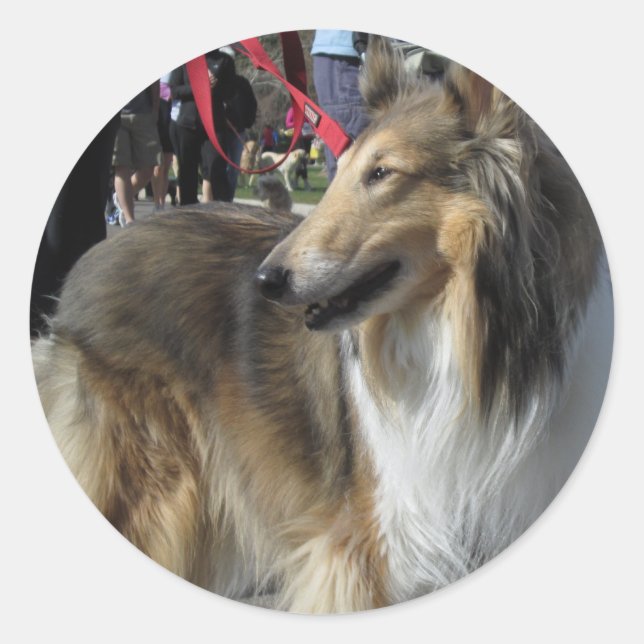 Redonda Rough Collie Pegatina (Anverso)