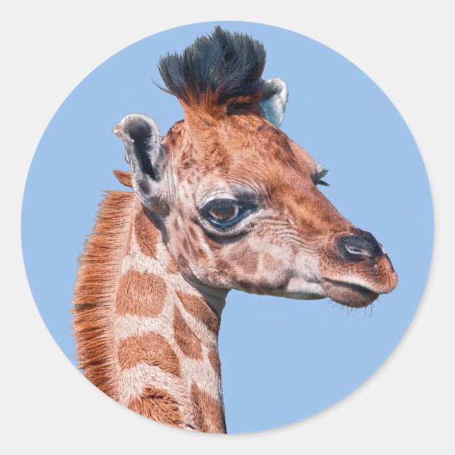 Redonda Ruby Pegatina (Anverso)