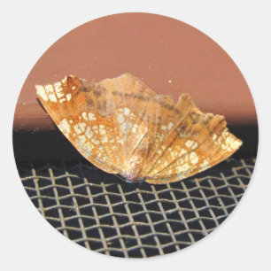 Redonda Rusty Moth ~ pegatina