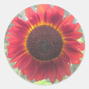Redonda Rusty Red Sunflower Pegatina