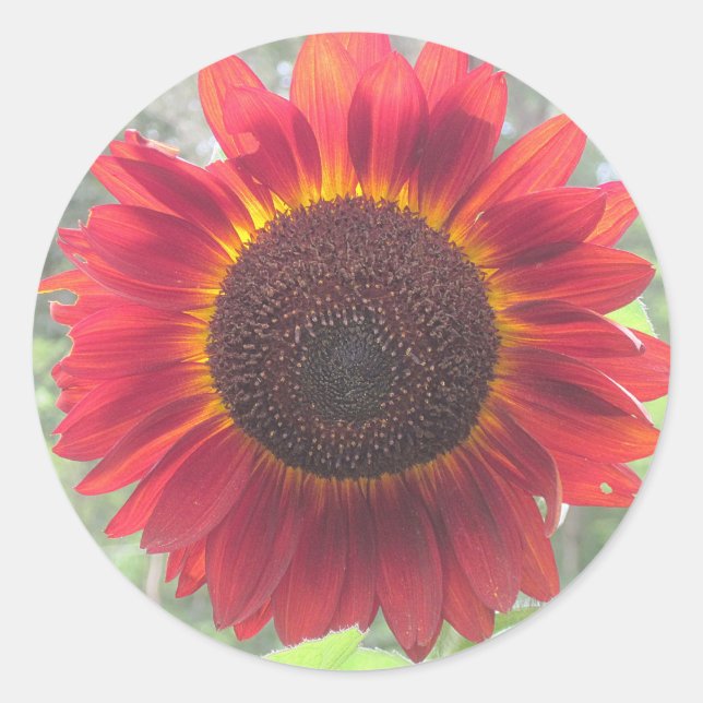 Redonda Rusty Red Sunflower Pegatina (Anverso)
