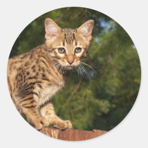 Redonda Savannah Cat Round Pegatina