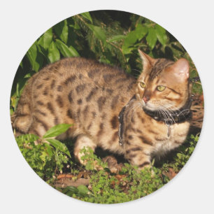 Redonda Savannah Cat Round Pegatina