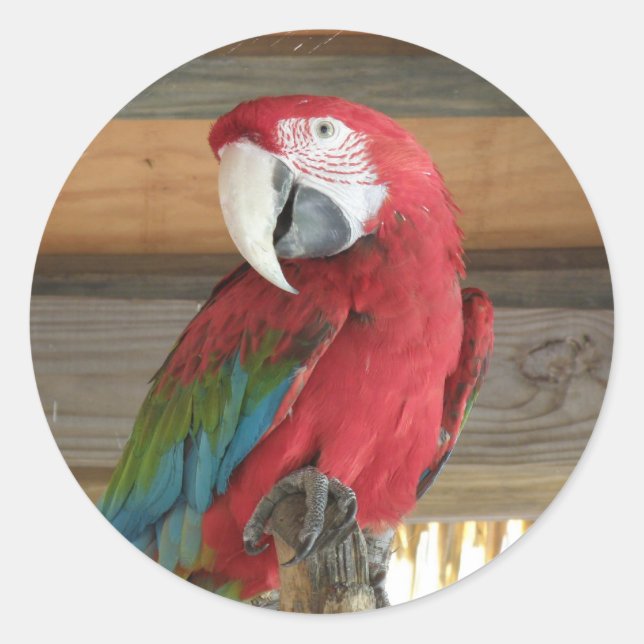 Redonda Scarlet Macaw Pegatina (Anverso)