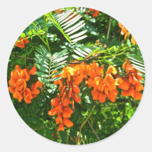 Redonda Scarlet Wisteria (Sesbania punicea) Pegatina de OB