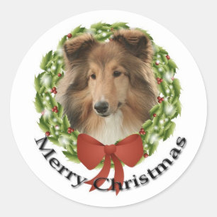 Redonda Sheltie Holiday #3 Pegatina