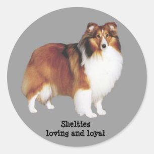 Redonda Sheltie Pegatina