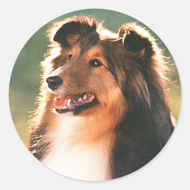 Redonda Sheltie Pegatina (Anverso)