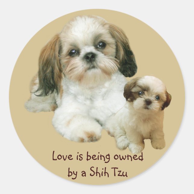 Redonda Shih Tzu Buddies Pegatina (Anverso)