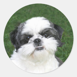 Redonda Shih Tzu face pegatina