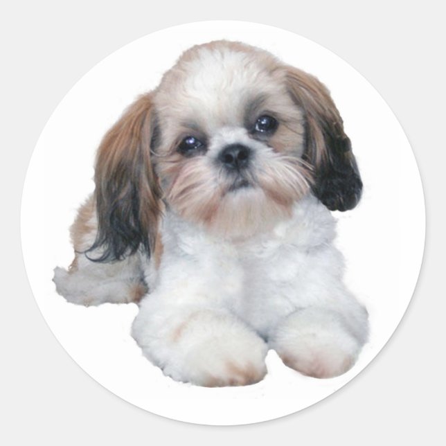 Redonda Shih Tzu Pegatina (Anverso)
