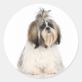 Redonda Shih Tzu Pegatina