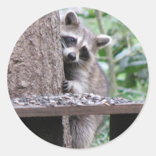 Redonda Shy Raccoon Pegatina