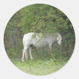 Redonda Shy White Horse Pegatina