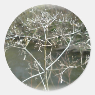Redonda Solidaridad Lacy Weed Pegatina