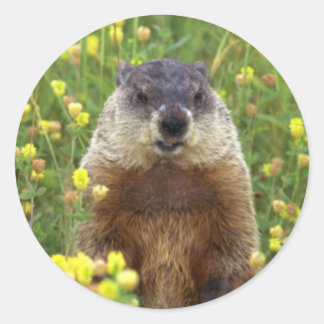 Redonda Soy Pegatina de Groundhog
