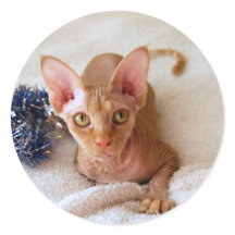 Sphinx Cat Con Pegatina De Tinsel