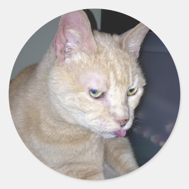 Redonda Stinky Raspberry Pegatina (Anverso)