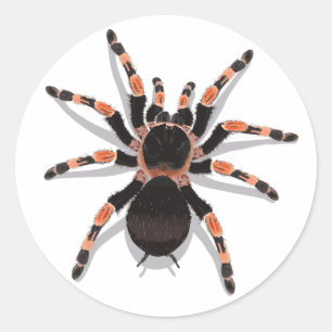 Redonda Tarantula Pegatina
