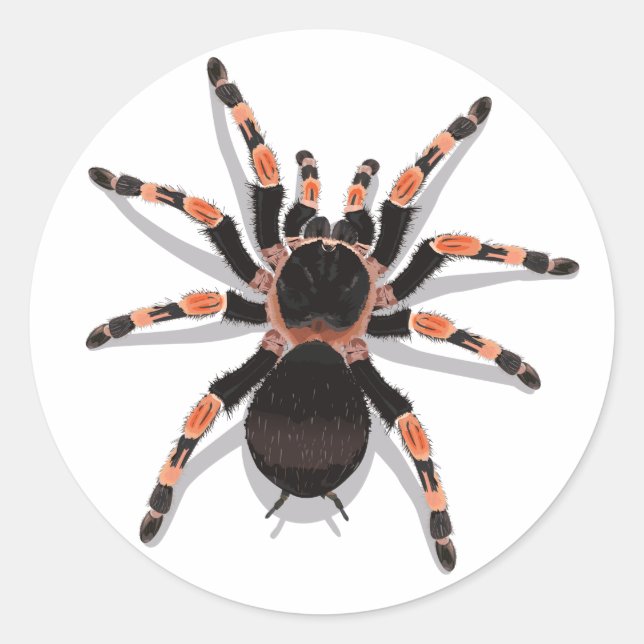 Redonda Tarantula Pegatina (Anverso)