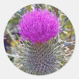 Redonda Thistle Plant Pegatina