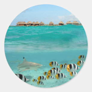 Redonda Tiburón que persigue pescados en pegatina redondo