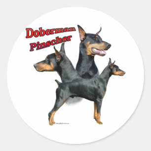 Redonda Trío 2 del Pinscher del Doberman - pegatina