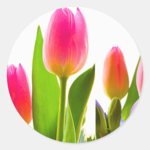 Redonda Tulip Pegatina