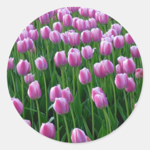 Redonda Tulips 14 Pegatina