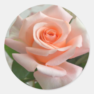 Redonda Un encantador Pegatina de la Ronda Rosa