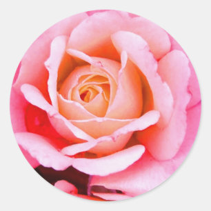 Redonda Un Rosa Es Un Pegatina Rosa