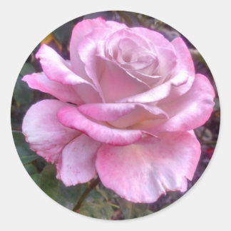 Redonda Una rosa rosa rosada sobre un pegatina
