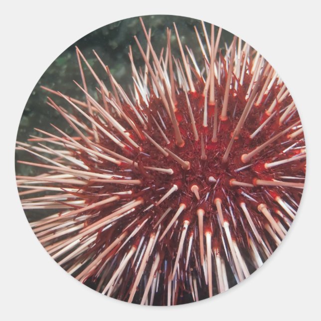 Redonda Urchin gigante del Mar Rojo - Pegatina (Anverso)