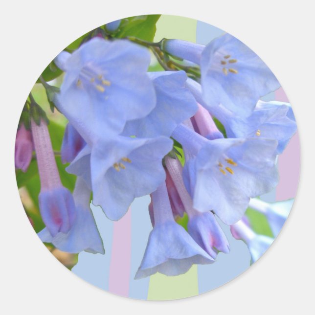 Redonda Virginia Bluebells Wildflower Pegatina (Anverso)