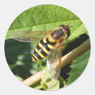 Redonda Vuelo de hover ~ pegatina