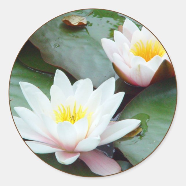 Redonda Water Lilly pegatina (Anverso)