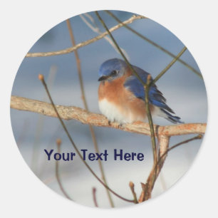 Redonda Winter Bluebird Animal Pegatina