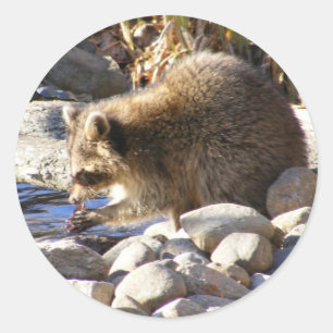 Redonda Winter Raccoon ~ pegatina