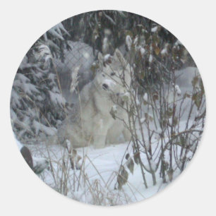 Redonda Winter Siberian Husky Pegatina