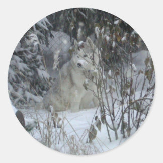Redonda Winter Siberian Husky Pegatina