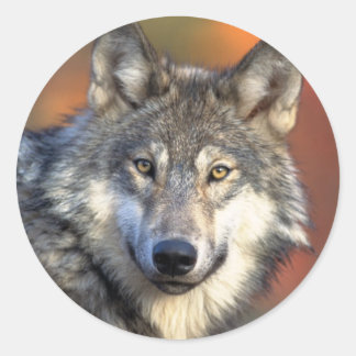 Redonda Wolf pegatina