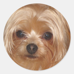 Redonda Yorkie Pegatina
